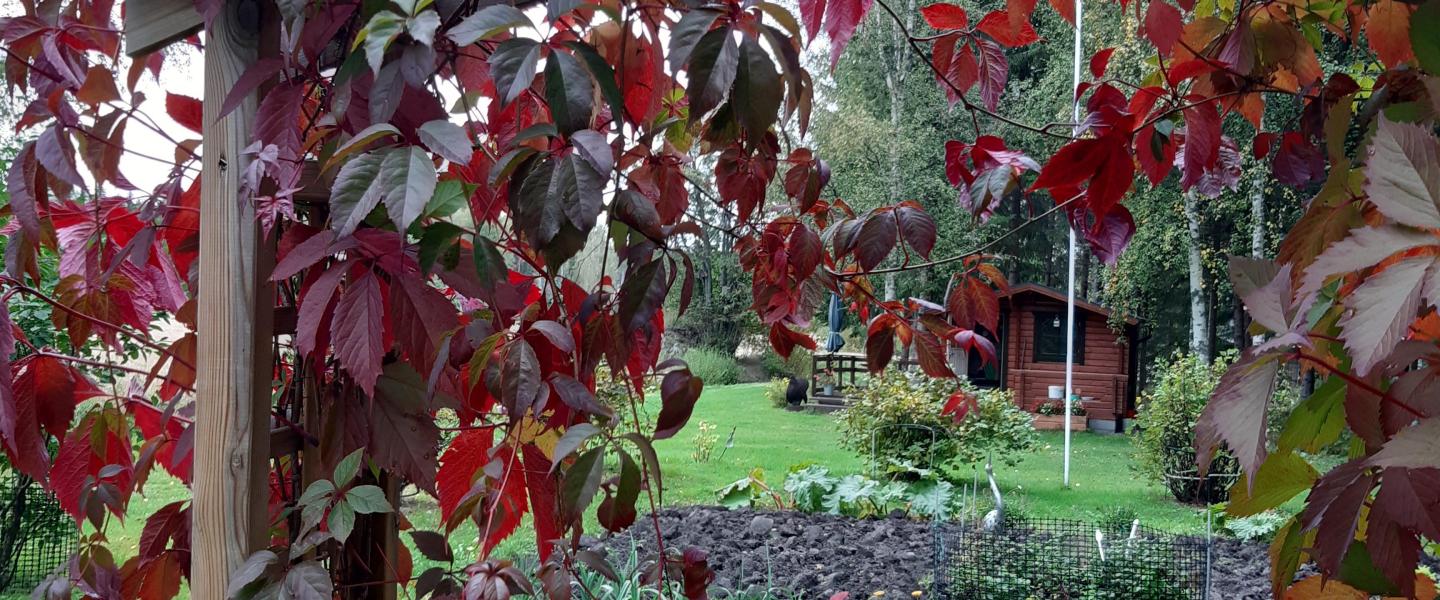 Villiviini syksyllä