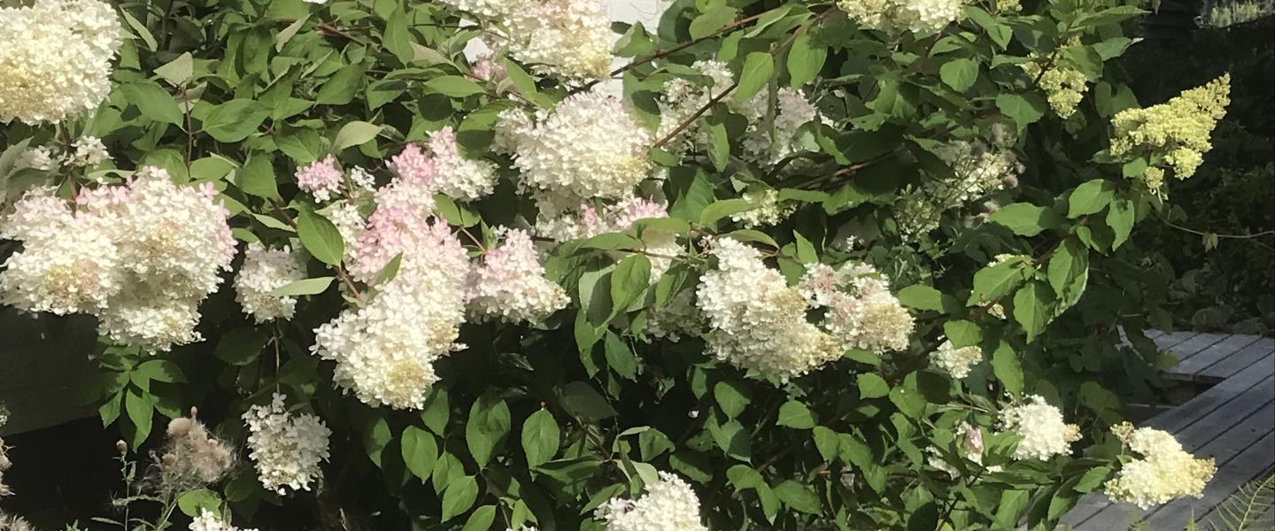 Kukkiva syyshortensia