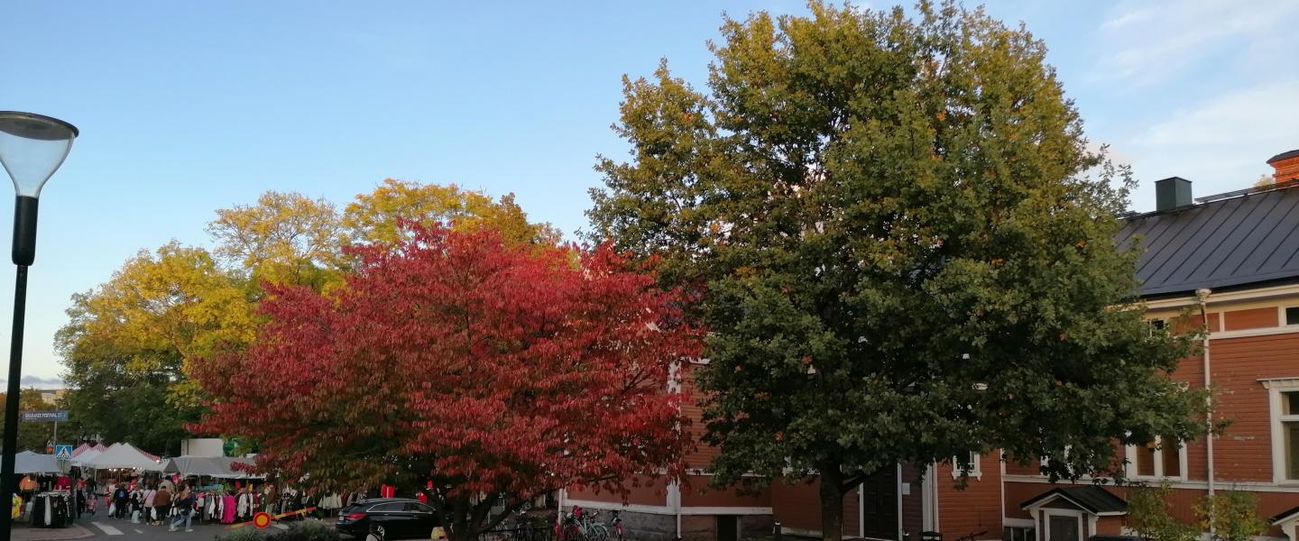 SaloKirsikkapuuSyksyllä