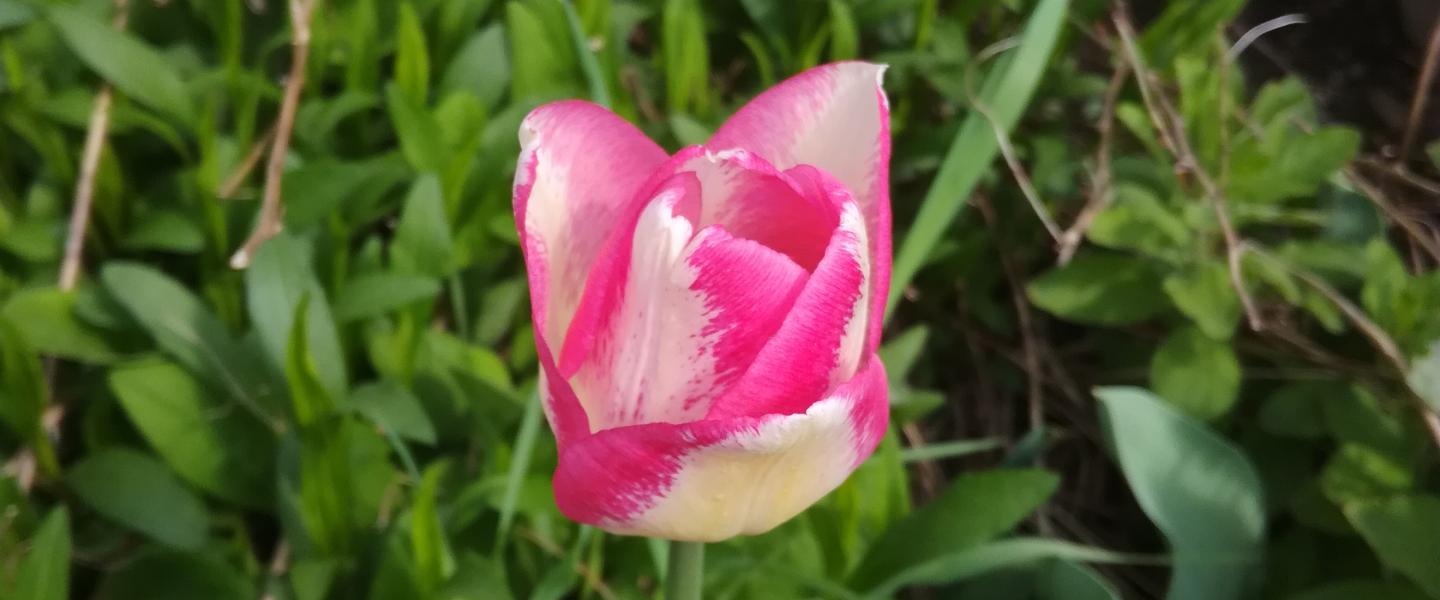 HalikkoTarjantulppaani