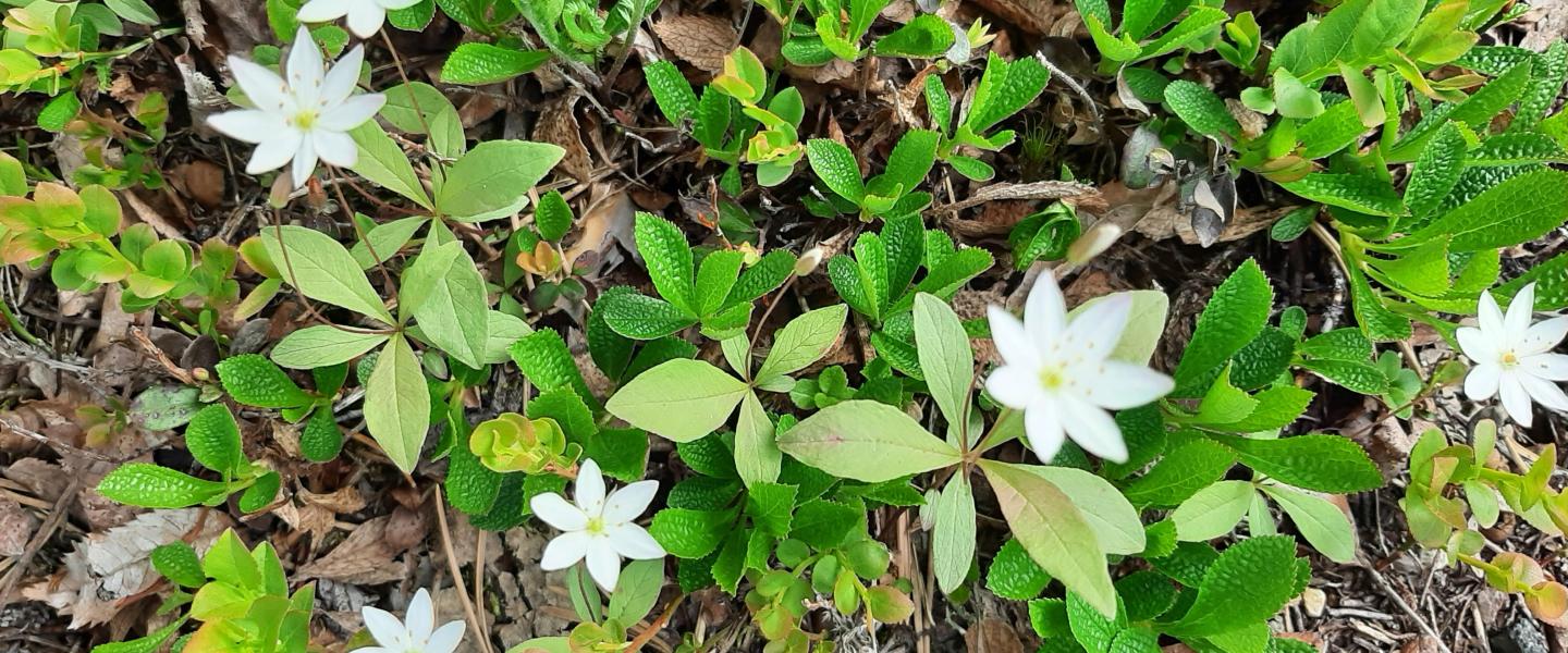 Kesäkuva 2025 Enontekiö