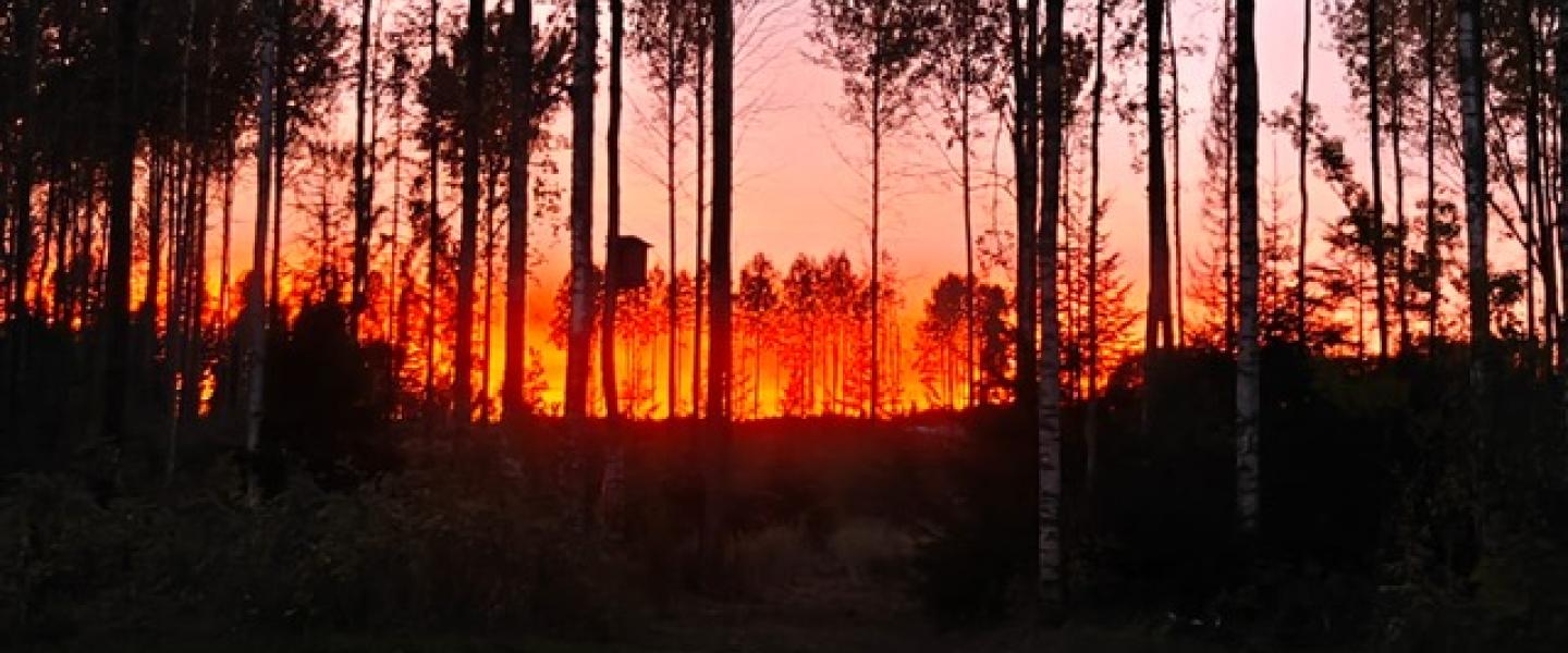 Alastaro_PalavaSyksy1