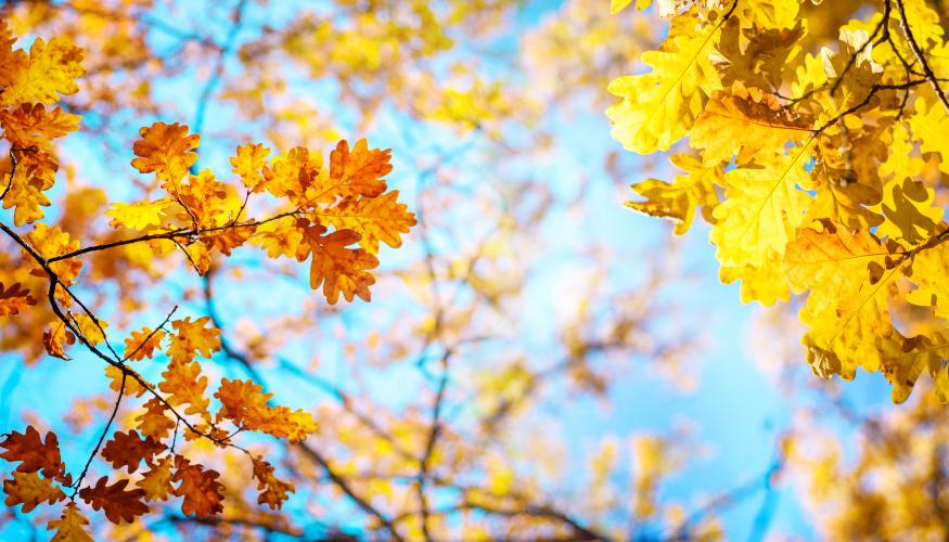 Syksyn lehdet